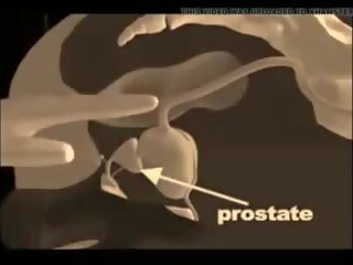 Bagaimana untuk memberikan sebuah prostat pijat, gratis xxx pijat x rated klip vid